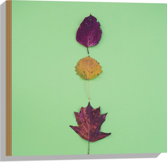 Hout - Verschillende Soorten en Kleuren Bladeren op Groene Achtergrond - 50x50 cm - 9 mm dik - Foto op Hout (Met Ophangsysteem)