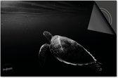 Inductie beschermer 60x60 - afdekplaat inductie mat - Dietrix Kookplaat beschermer - Exclusief - Zwart - Schildpad