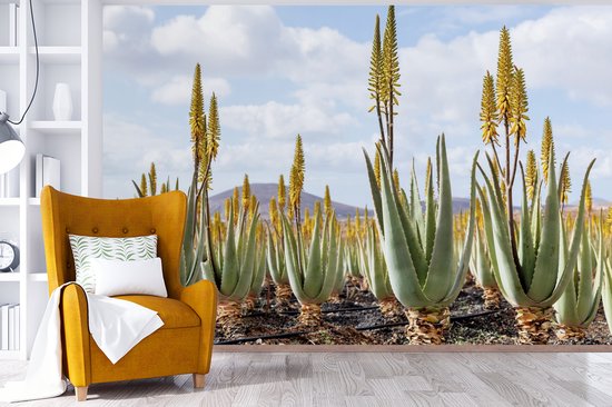 Papier peint Papier peint photo en vinyle - Plantes médicinales d'aloe vera sur Fuerteventura largeur 330 cm x hauteur 220 cm - Tirage photo sur papier peint (disponible en 7 tailles)