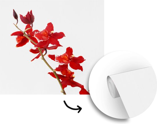 Papier peint photo vinyle - Orchidées rouges devant un fond blanc largeur 260 cm x hauteur 260 cm - Tirage photo sur papier peint (disponible en 7 tailles)