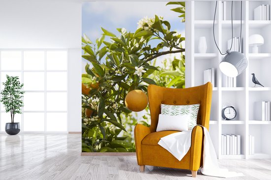 Behang - Fotobehang Sinaasappels in de boom met oranjebloesem - Breedte 225 cm x hoogte 350 cm