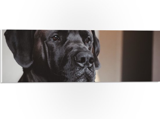 WallClassics - PVC Schuimplaat- Hoofd van Zwarte Hond - 60x20 cm Foto op PVC Schuimplaat