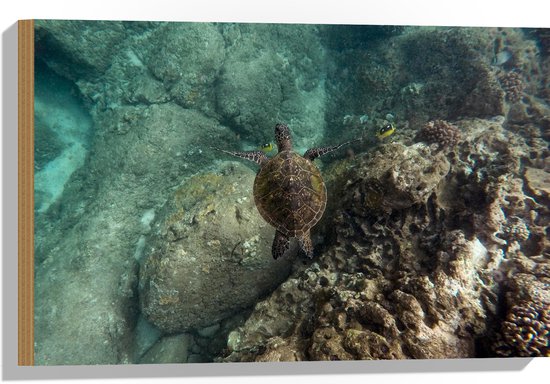 WallClassics - Hout - Kleine Schildpad zwemmend in de Zee - 60x40 cm - 9 mm dik - Foto op Hout (Met Ophangsysteem)