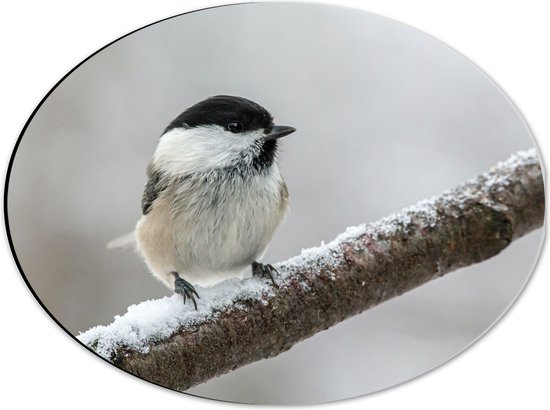 WallClassics - Dibond Ovaal - Matkop Vogeltje op Smalle Bruine Tak - 40x30 cm Foto op Ovaal (Met Ophangsysteem)