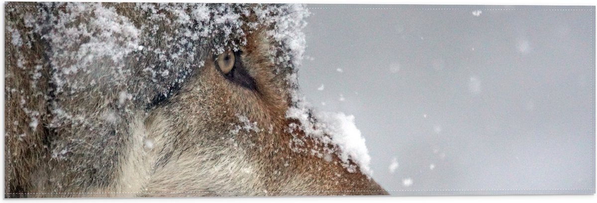Vlag - Vlokken Sneeuw op Kop van Geconcentreerde Wolf - 60x20 cm Foto op Polyester Vlag