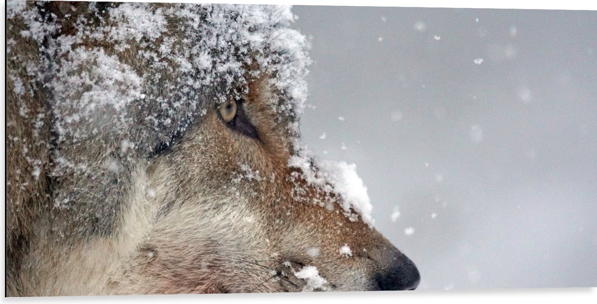Dibond - Vlokken Sneeuw op Kop van Geconcentreerde Wolf - 100x50 cm Foto op Aluminium (Wan