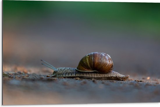 Dibond - Donkerbruine Glibberige Slak op Zandpad - 75x50 cm Foto op Aluminium (Met Ophangsysteem)