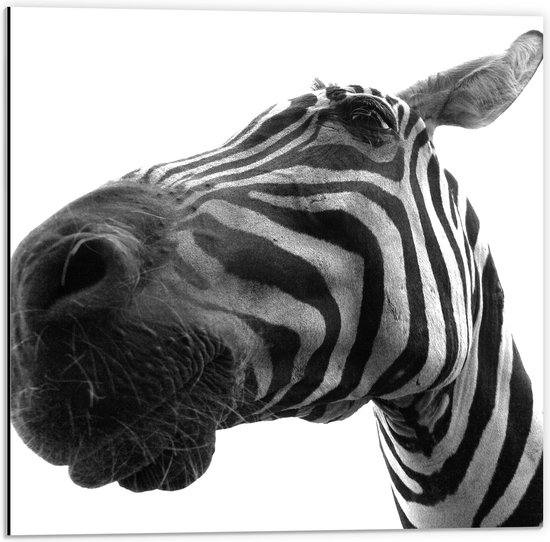 Dibond - Zebra vanaf Kikkerperspectief - 50x50 cm Foto op Aluminium (Met Ophangsysteem)