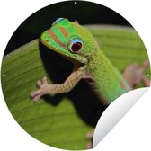 Tuincirkel Baby gekko kijkt in de camera - 60x60 cm - Ronde Tuinposter - Buiten