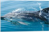 Acrylglas - Zwemmende Dolfijn in de Zee - 75x50 cm Foto op Acrylglas (Met Ophangsysteem)