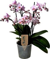 Plant in a Box - Phalaenopsis Multiflora - Orchidée rose - Plante d'intérieur fleurie - Cat friendly - Pot 12cm - Hauteur 35-45cm