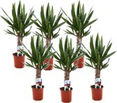Plant in a Box - Set van 6 Yucca Elephantipes - Kamerplant - Pot 14cm - Hoogte 50-60cm