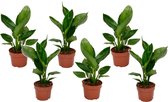 Plant in a Box - Strelitzia Reginea - Set van 5 - Tropische kamerplant - Paradijsvogelbloem - Pot 9cm - Hoogte 25-40cm