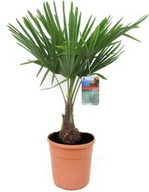 Plant in a Box - Trachycarpus Fortunei - Winterharde Aziatische Waaierpalmboom - Pot 21cm - Hoogte 65-75cm