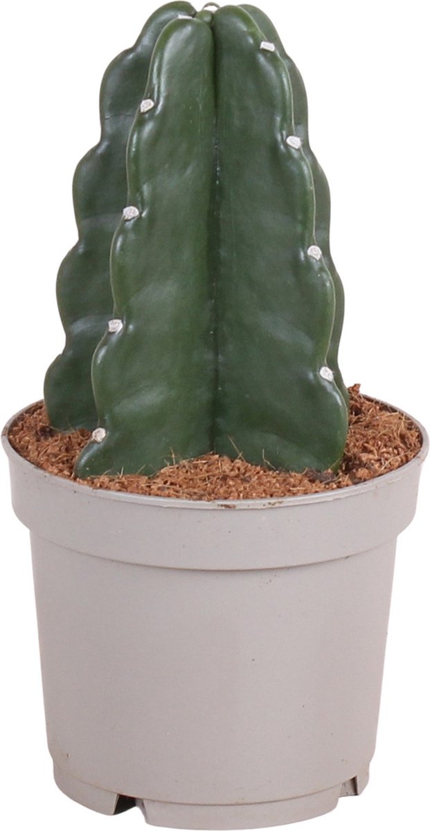 Plant in a Box Cereus jamacaru Cactus Cuddly Cactus zonder