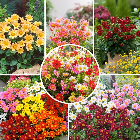 Plant in a Box - Dahlia Topmix - Set van 6 - Bloembollenmix - Kleurrijke mix van verschillende opvallende dahlia bloemen - Zomerbloeiers - Dahlia bollenmix