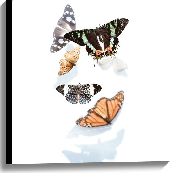 Canvas - Verschillende Soorten en Kleuren Vlinders op Witte Achtergrond met Schaduw - 60x60 cm Foto op Canvas Schilderij (Wanddecoratie op Canvas)