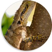 WallClassics - Cercle mural en mousse PVC - Reptile dans un arbre - Photo 50 x 50 cm sur cercle mural (avec système de suspension)