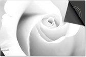 Protecteur induction 81x52 - plaque de recouvrement tapis induction - Protecteur plaque Dietrix - DELUXE - Wit - Rose