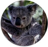 WallClassics - Dibond Muurcirkel - Koala in de Boom - 70x70 cm Foto op Aluminium Muurcirkel (met ophangsysteem)
