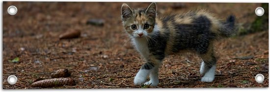 WallClassics - Tuinposter – Kitten in het Bos - 60x20 cm Foto op Tuinposter (wanddecoratie voor buiten en binnen)