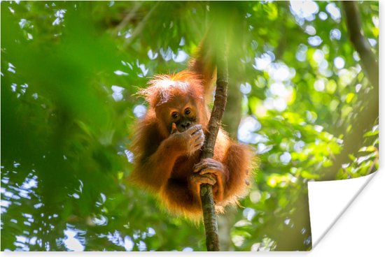 Gros plan d'un singe dans un arbre 180x120 cm XXL / Groot format!