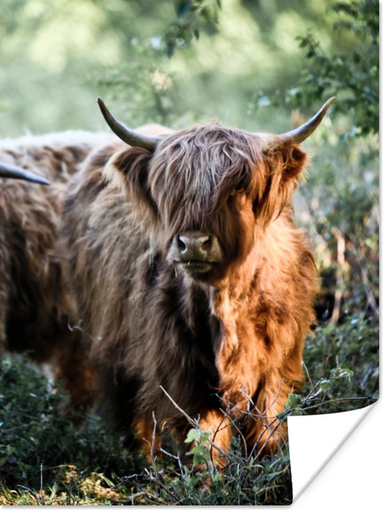 Poster Schotse Hooglanders - Bos - Dieren