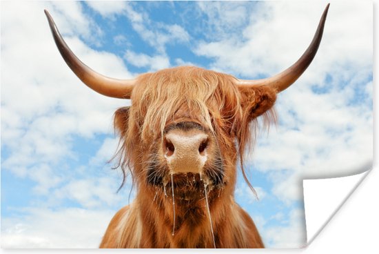 Affiche Highlander écossais - Nuage - Animaux - 90x60 cm