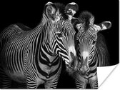 Dierenprofiel zebra's in zwart-wit poster papier 160x120 cm - Foto print op Poster (wanddecoratie woonkamer / slaapkamer) / Close-Up Poster XXL / Groot formaat!