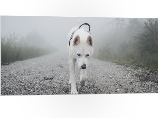 WallClassics - PVC Schuimplaat - Eenzame Witte Hond Lopend over een Pad - 100x50 cm Foto op PVC Schuimplaat (Met Ophangsysteem)