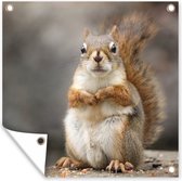 Poster de Jardin écureuil vue rapprochée - 200x200 cm