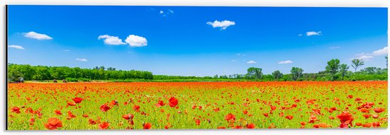 Dibond - Een Veld Vol Klaprozen met Bomen in de verte - 60x20 cm Foto op Aluminium (Met Ophangsysteem)