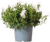 Campanula Addenda - Klokjesbloem purple potmaat 12cm - vaste plant - winterhard - White