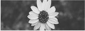 WallClassics - Poster Glossy - Top View of Light Bloem (noir/blanc) - 60x20 cm Photo sur Papier Poster avec Finition Brillante