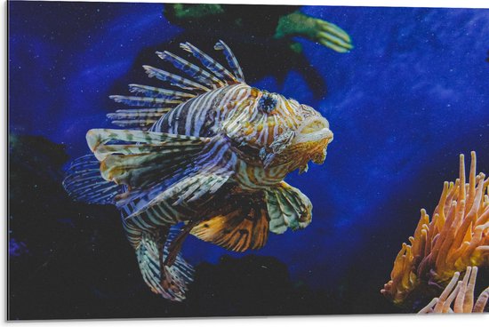 Dibond - Koraalduivel Vis tussen het Koraal in Blauwgekleurd Aquarium - 75x50 cm Foto op Aluminium (Wanddecoratie van metaal)
