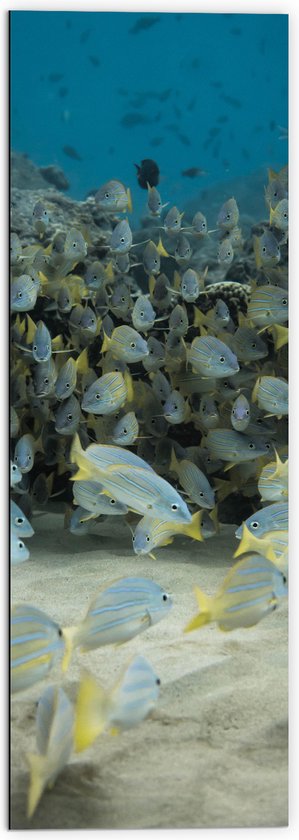 Dibond - School van Blauw met Gele Vissen - 50x150 cm Foto op Aluminium (Wanddecoratie van metaal)