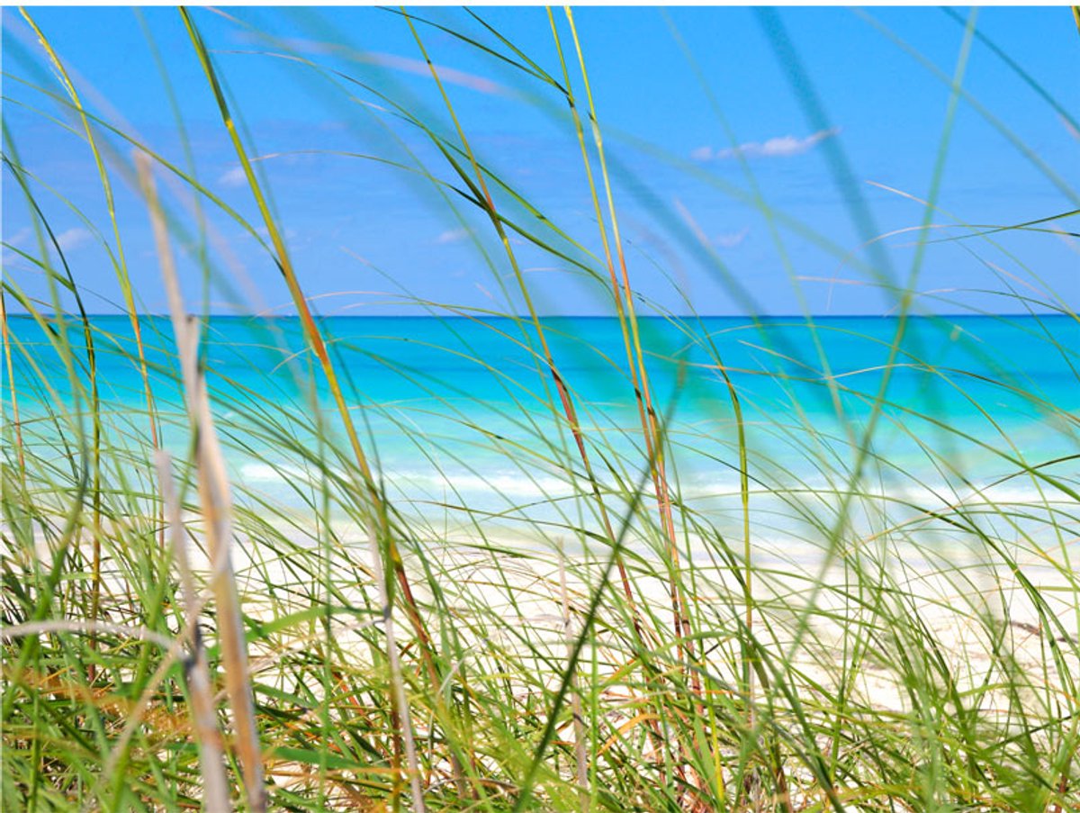 Fotobehang - Tropical journey.