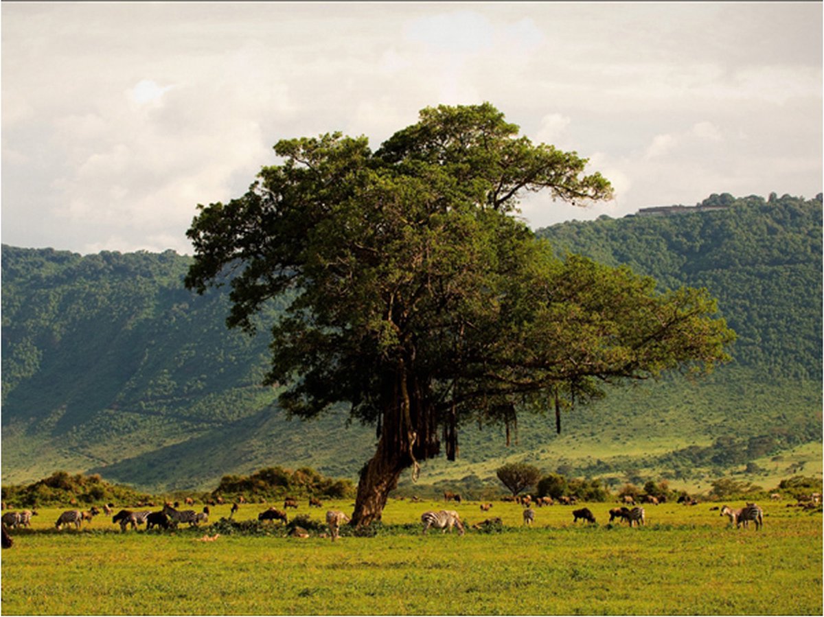 Fotobehang - In a crater of Ngoro ngoro.