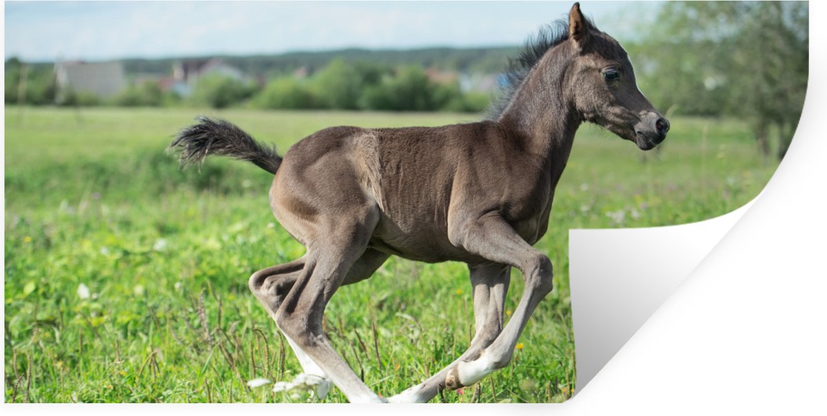 Muurstickers - Sticker Folie - Paard - Bloemen - Gras - 80x40 cm - Plakfolie - Muursticker