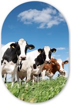 Ovale mural - Ovale mural - Décoration murale murale plastique - Tableau ovale - Vaches - Campagne - Pâturage - Nature - Animaux - 40x60 cm - Forme miroir ovale sur plastique