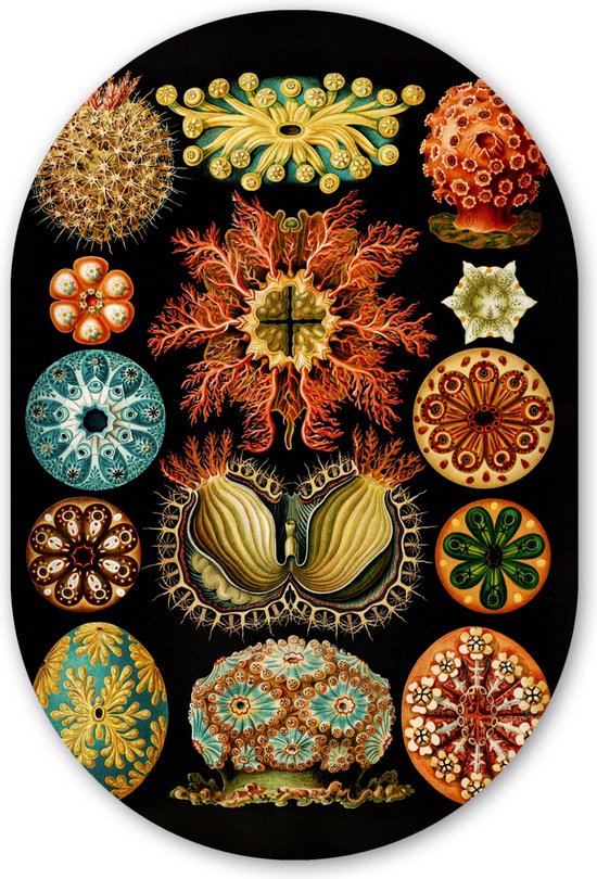 Muurovaal - Kunststof Wanddecoratie - Ovalen Schilderij - Vintage - Ernst Haeckel - Zeedier