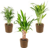 3x Tropische Palmen Mix Incl. Zeegras Mand  –  Onderhoudsvriendelijk - ⌀12 cm - 20-45 cm
