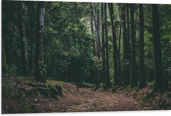 WallClassics - Dibond - Bruin Pad in Bos - 105x70 cm Foto op Aluminium (Wanddecoratie van metaal)