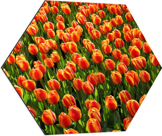 WallClassics - Dibond Hexagon - Close-Up Oranje Tulpen - 70x60.9 cm Foto op Hexagon (Met Ophangsysteem)