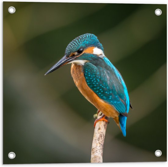 WallClassics - Tuinposter – Ijsvogel op een Tak - 50x50 cm Foto op Tuinposter  (wanddecoratie voor buiten en binnen)