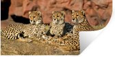 Stickers muraux - Film autocollant - Mère Cheetah et petits - 120x60 cm - Film adhésif - Stickers muraux Chambre d'enfant - Papier peint autocollant