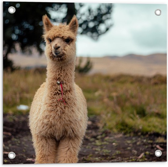WallClassics - Tuinposter – Alpaca met Belletje - 50x50 cm Foto op Tuinposter  (wanddecoratie voor buiten en binnen)