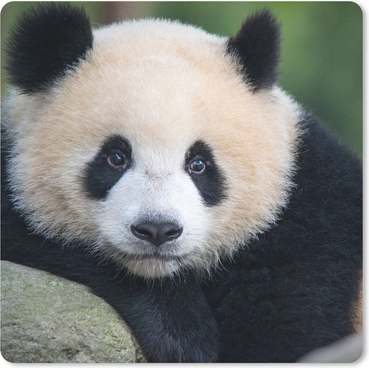 Muismat 20x20 cm - Mousepad Panda - Wilde dieren - Portret - Steen - Muismatten