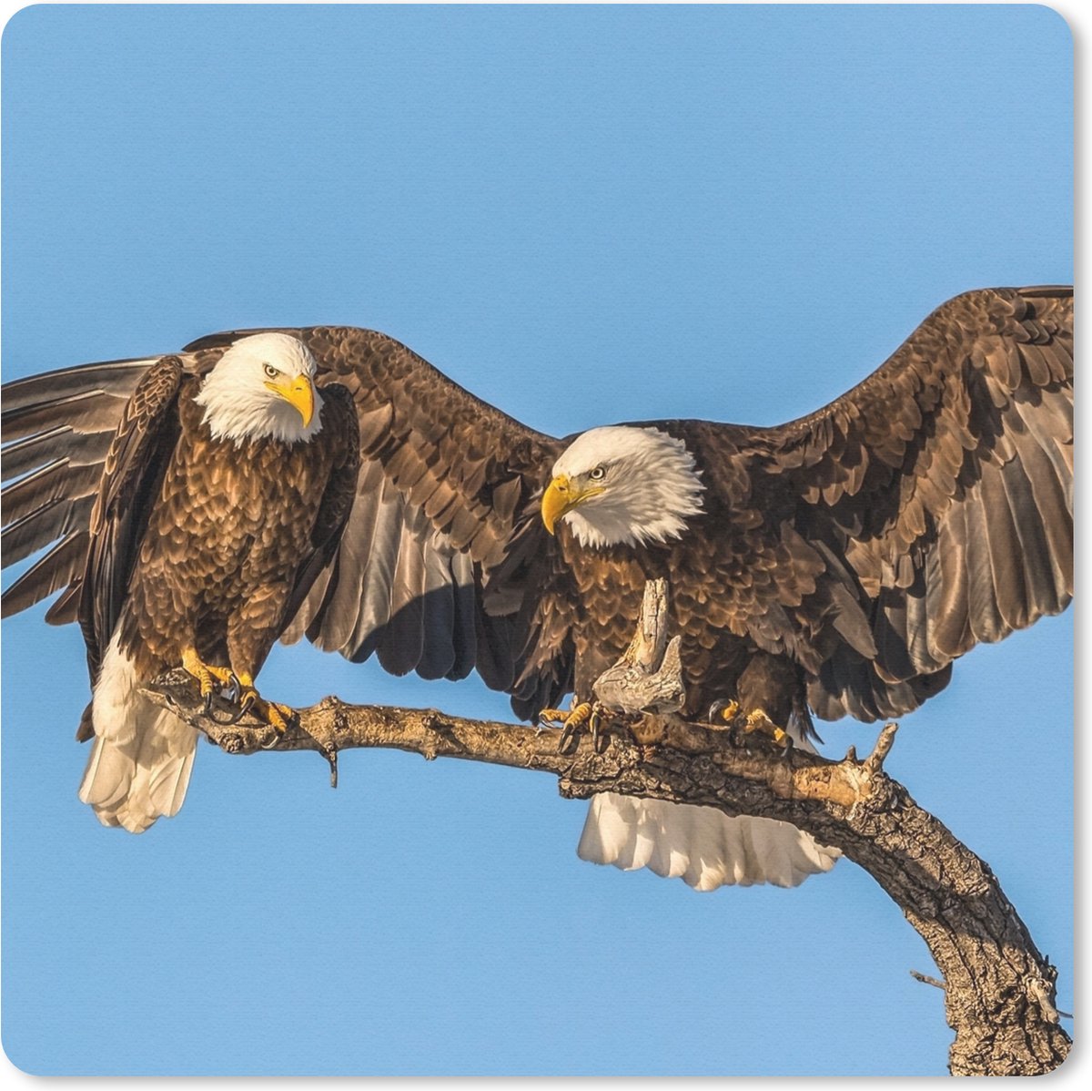 Muismat 30x30 cm - Mousepad Vogel - Takken - Arend - Roofvogels - Lucht - Muismatten