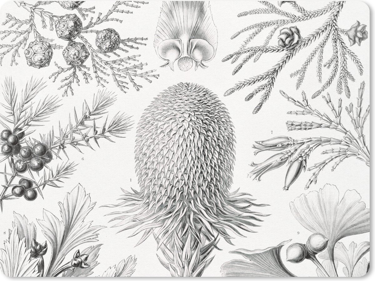 Muismat - Mousepad - Coniferen - Ernst Haeckel - Kunst - Retro - Illustratie - Natuur - 23x19 cm - Muismatten